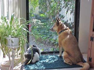 Cat and Dog at the window